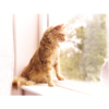 PetSafe Staywell 900 Series Extension Tunnel - Image 6