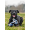Rosewood Blueberry Bear Cuddly Plush Toy for Dogs - Image 5