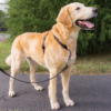 PetSafe 3 in 1 Harness and Car Restraint, Small, Black - Image 4