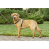 PetSafe 3 in 1 Harness and Car Restraint, Large, Black - Image 7