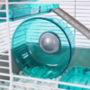 Pico Xl - Translucent Teal - Image 3