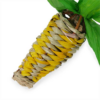 ROSEWOOD BOREDOM BREAKER PLAY VEG FLINGING FUN CORN - Image 3